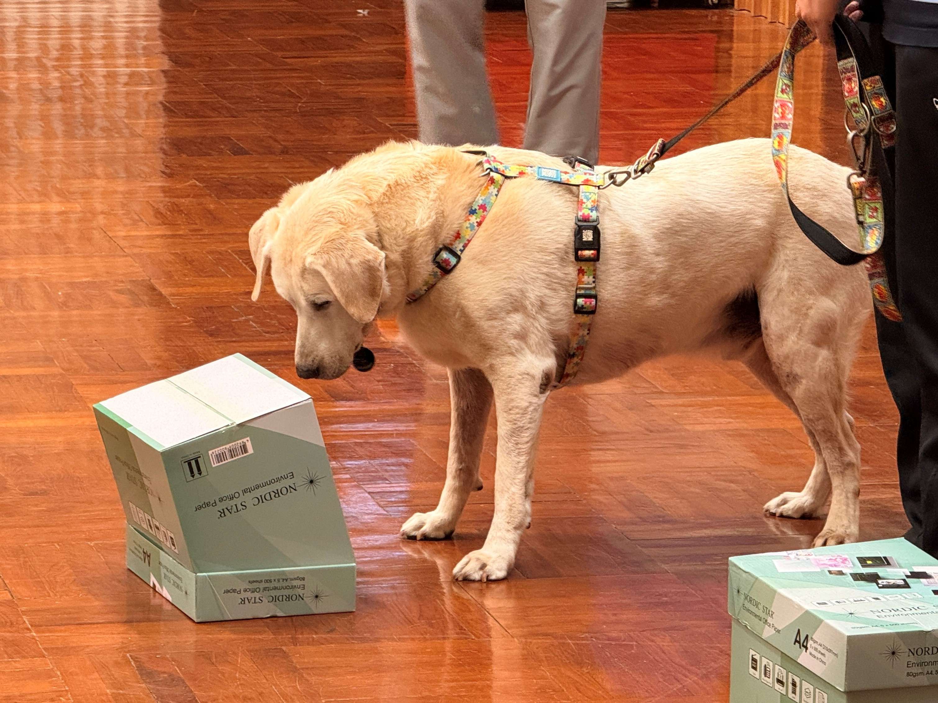 應用教育文憑 DAE - 海關講座.緝毒犬現場示範 應用教育文憑 DAE - 海關講座.緝毒犬現場示範